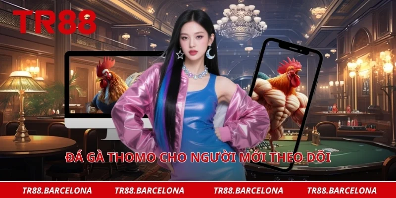 Đá gà thomo cho người mới theo dõi